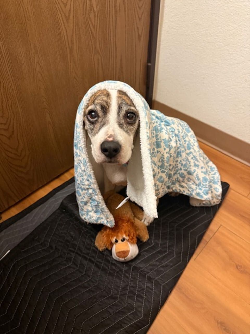 Pet travel photo 1