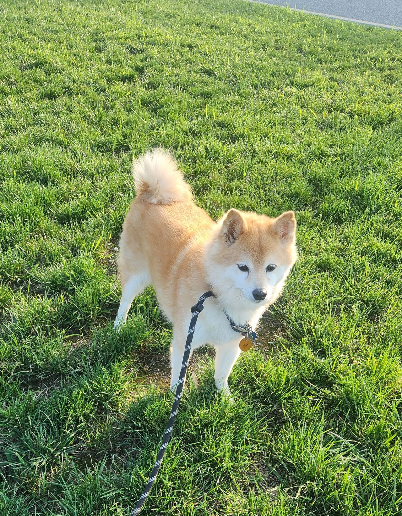Pet travel photo 5