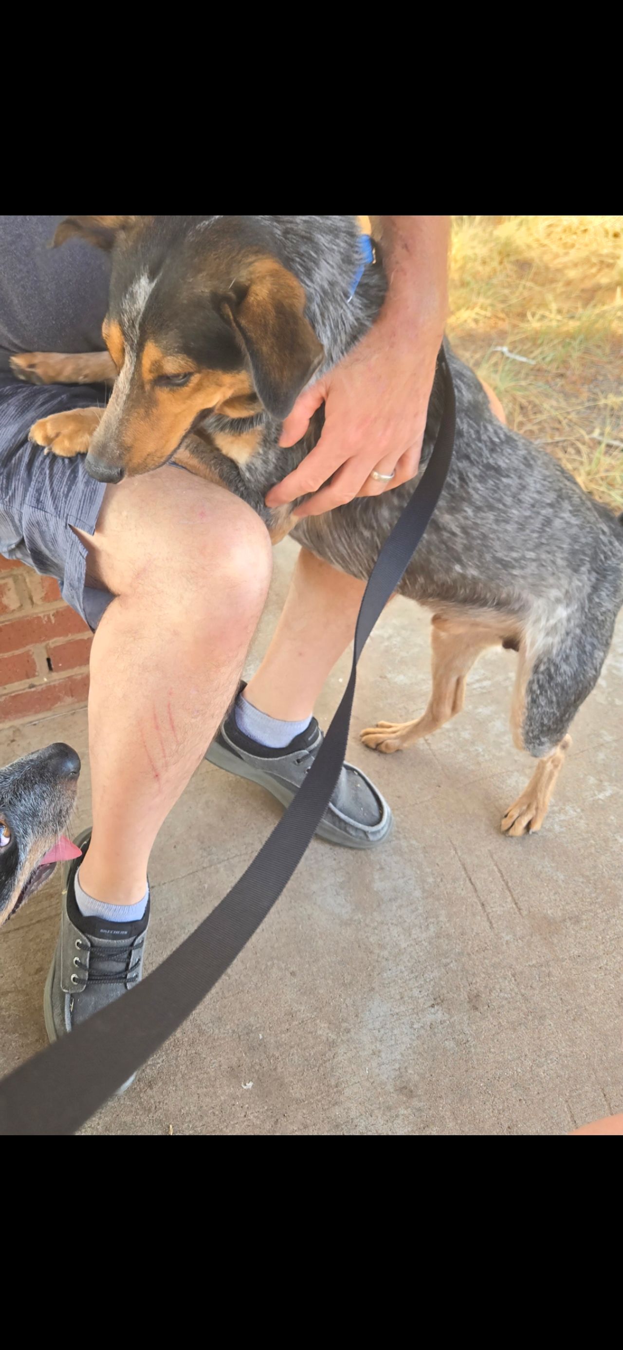 Pet travel photo 3