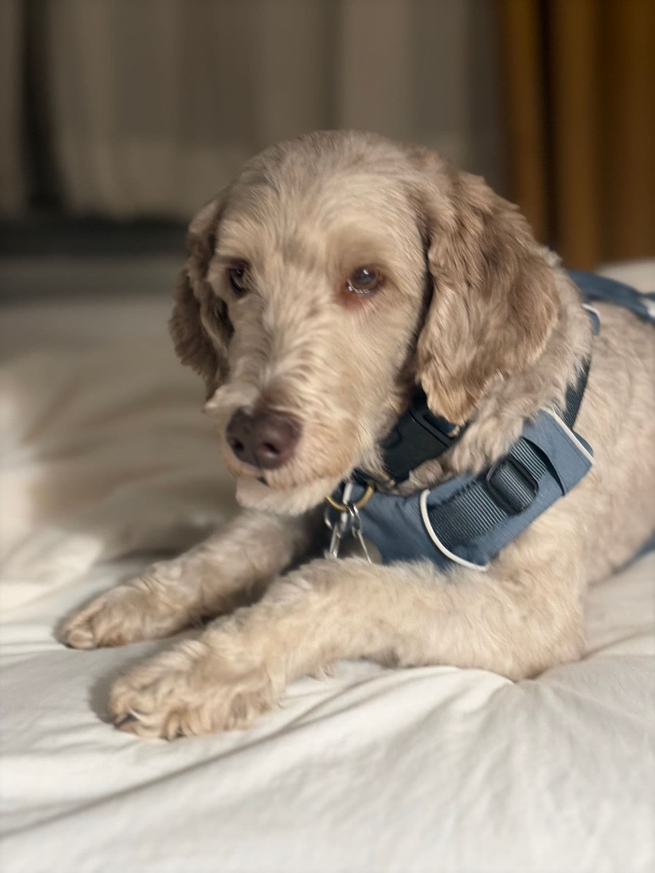 Pet travel photo 5