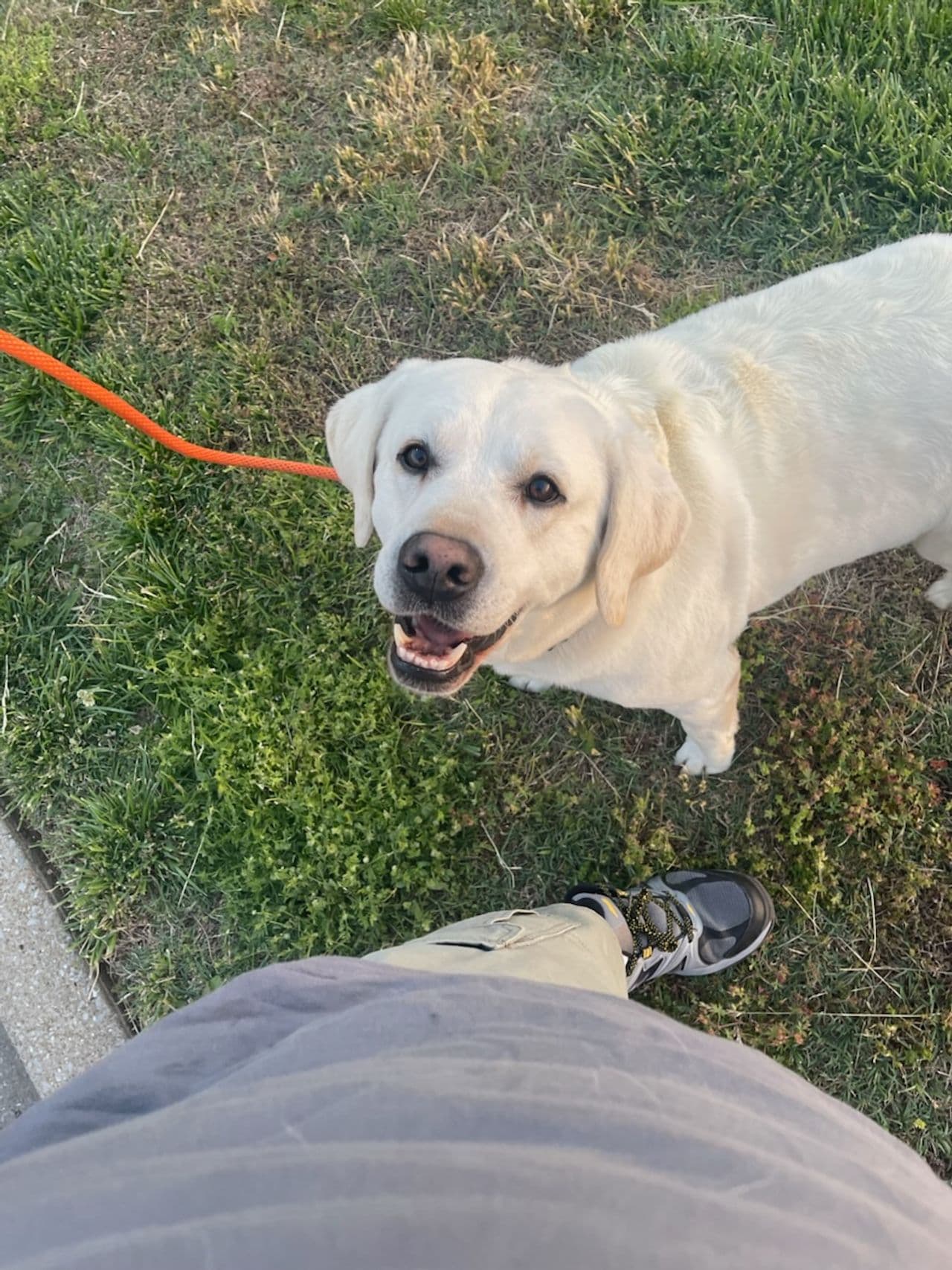 Pet travel photo 3