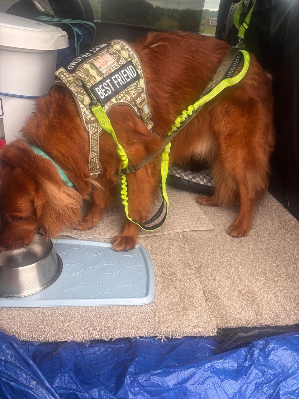 Pet travel photo 1