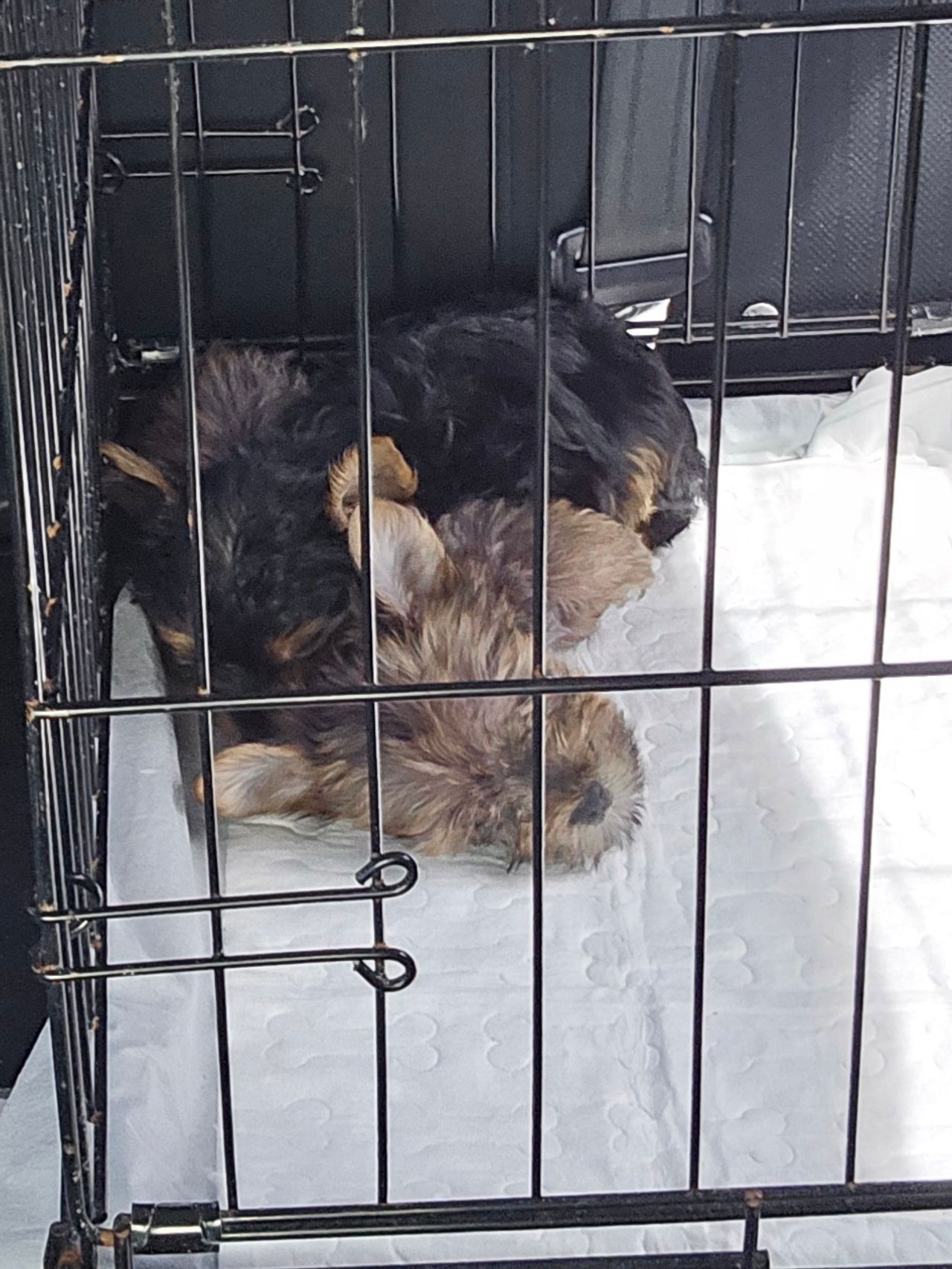 Pet travel photo 3