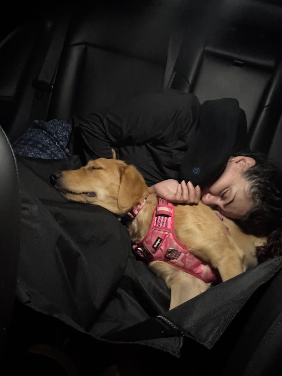 Pet travel photo 3