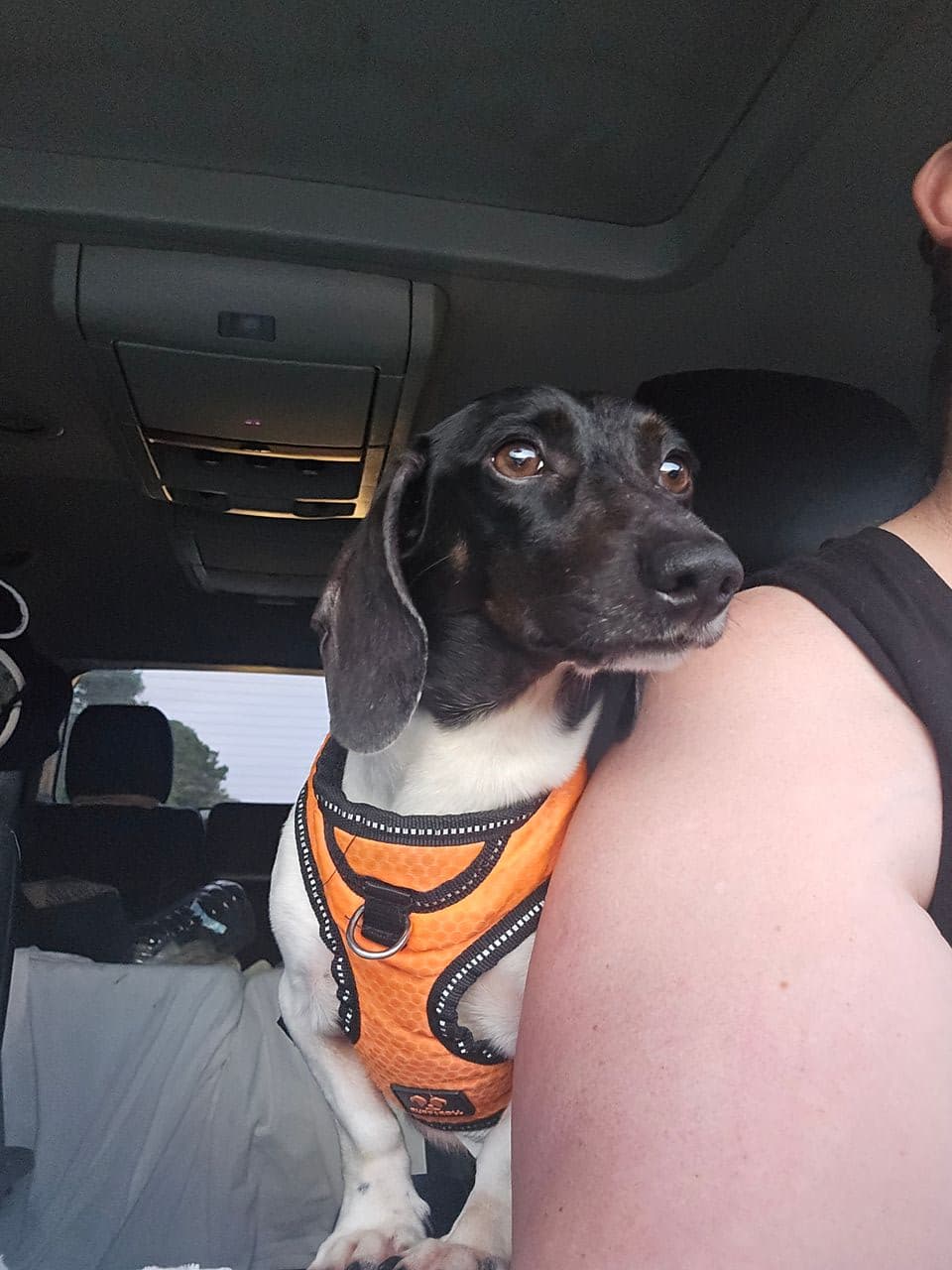 Pet travel photo 4