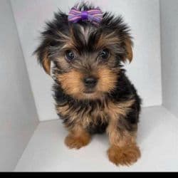 Teacup Yorkie named I dont know yet