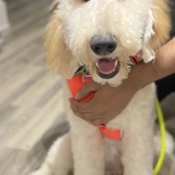 Goldendoodle named Scooby