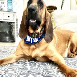 Bloodhound named True