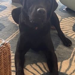 Labrador Retriever named Blu