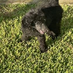 Toy poodle named Ace