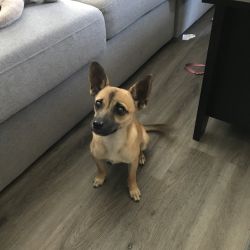 Chihuahua named Freddy