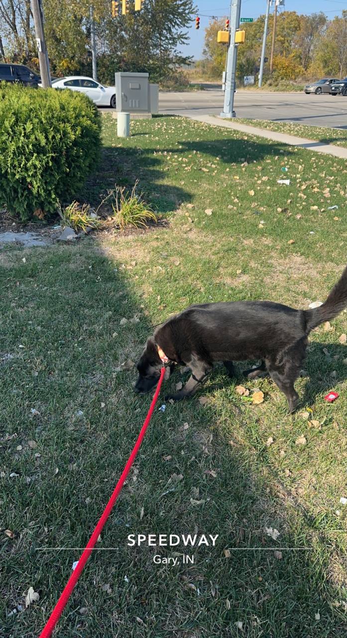 Pet travel photo 3