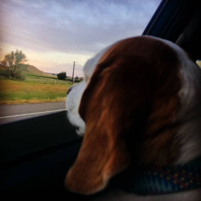 Pet travel photo 5