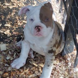 Alapaha Blue Blood Bulldog named Good Life Pup
