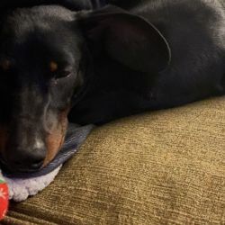 Guardians of the Fuzz, LLC.