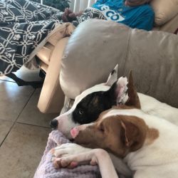 2 dogs-pit/lab mix (55 lbs) & a deaf/blind pharaoh named Addie and Sissie