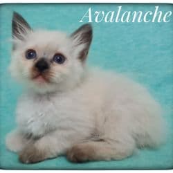 Siberian cat named Avalanche