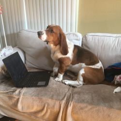 Basset hound named Huckleberry