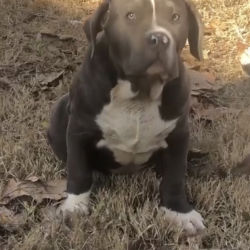 American Bully named Puppy