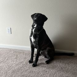 Lab mix named Rico