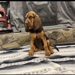 Bloodhound named Delilah
