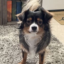 Chihuahua named Sam