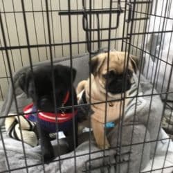 Pug named Coco And Bella And Little Pug