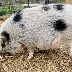 Mini Pig named Pua