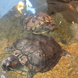 Turtles named Big And Little