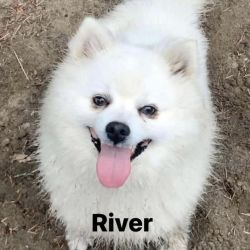 American Eskimo Dog named River & Rain