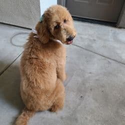 Goldendoodle named Coco