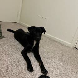 Labrador Retriever/poodle named Selah Brown