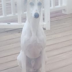Whippet named Cheswyn