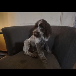 Wirehaired Pointing Griffon named Jocko