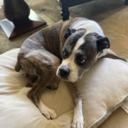 Boxer and pit bull mix named Bailey and Chance
