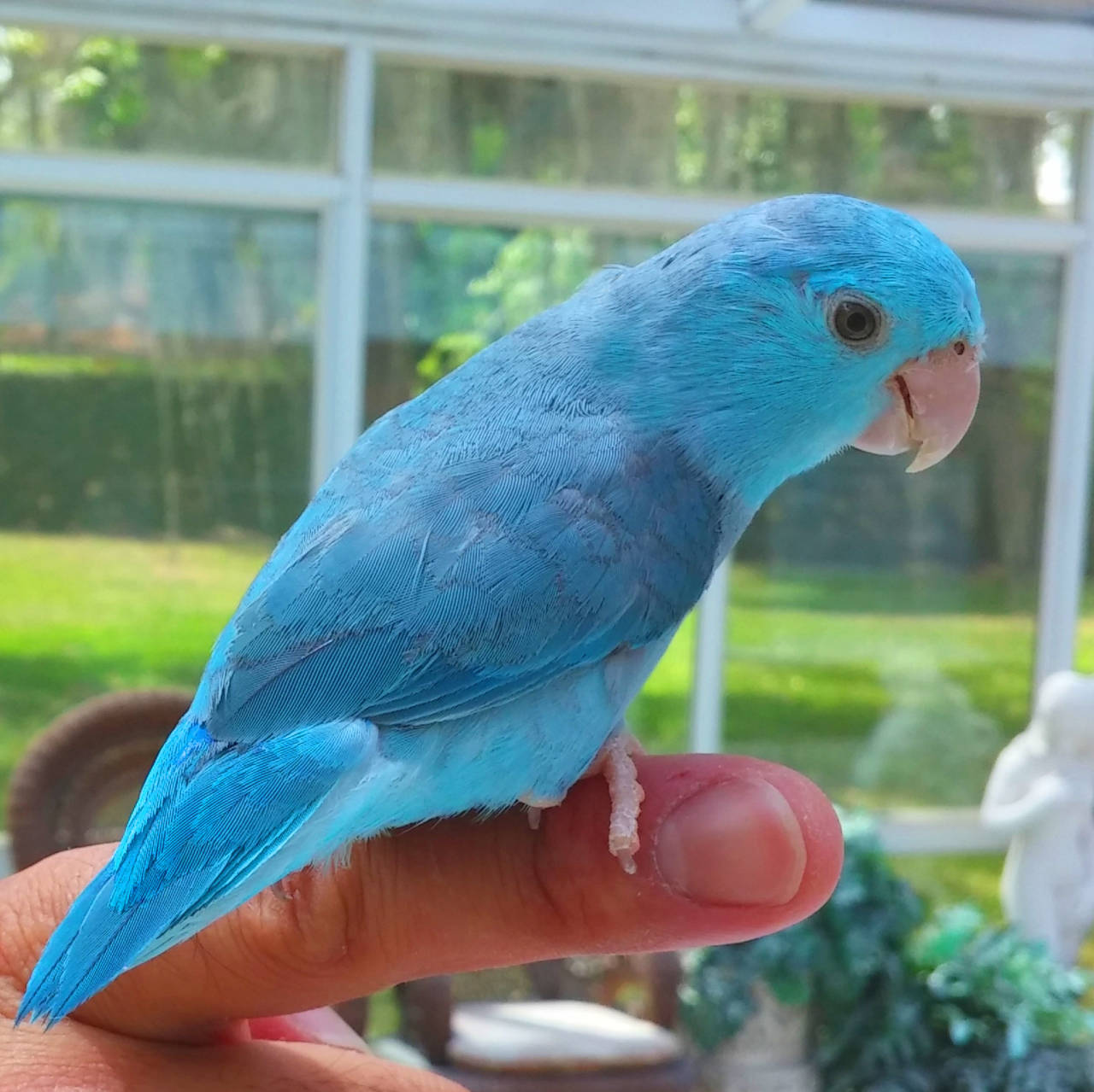 Small Parrotlet Only 20g And Small Box