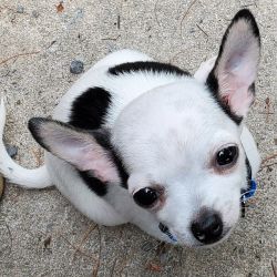 Chihuahua named Moo Moo