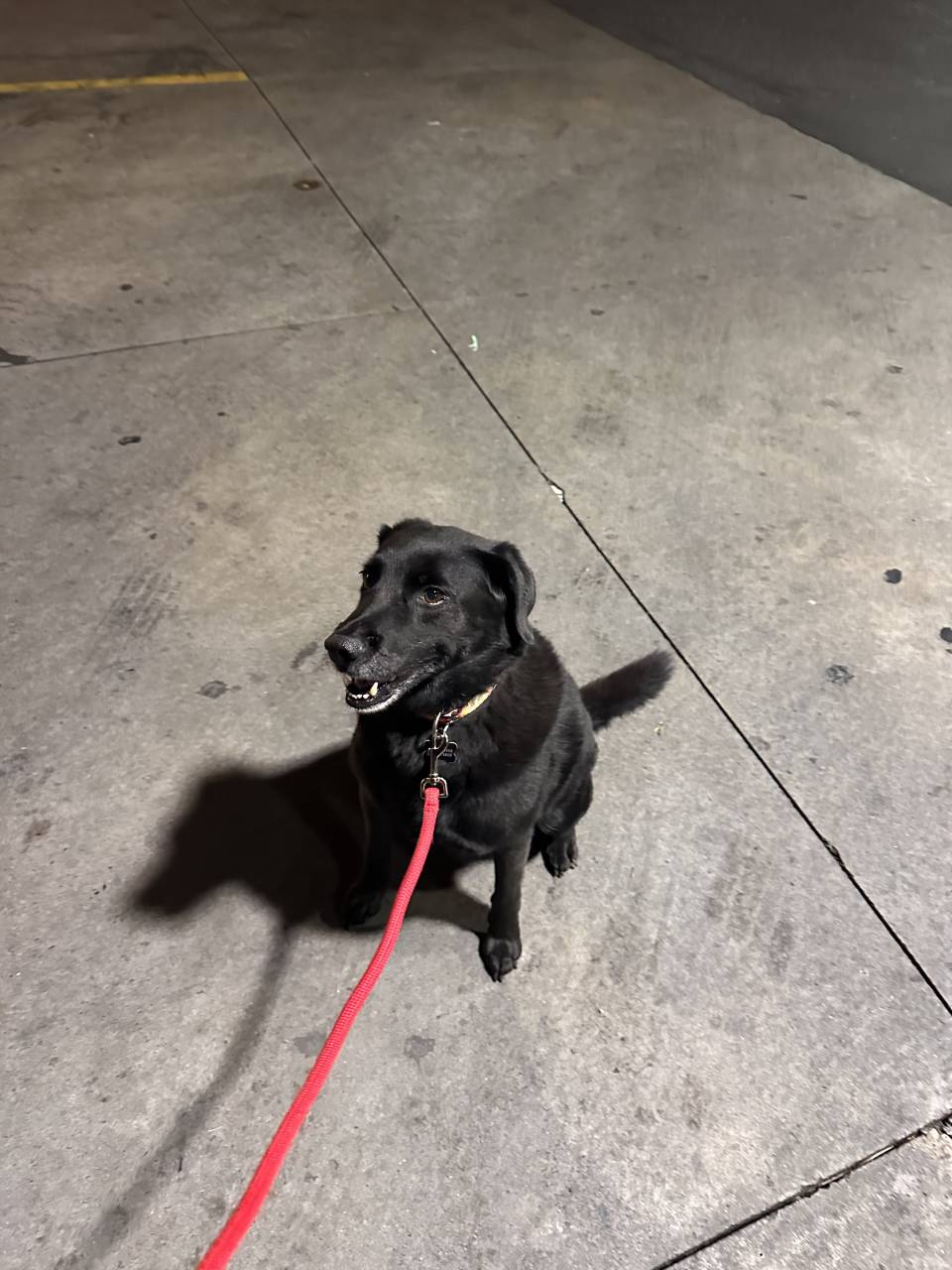 Pet travel photo 1