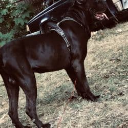 Cane Corso named Panther