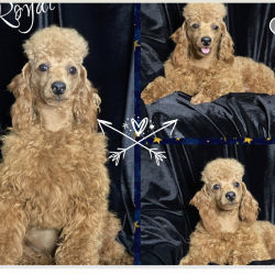 Toy Poodle named Royal