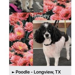 Toy Poodle named Tamsey