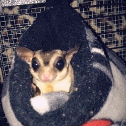 Sugar Gliders named Ruby, Archie, And Draco
