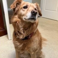 Golden Retriever - mix (small) named Carly