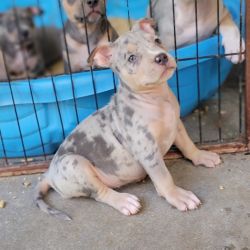 American Bully named Blue and pink