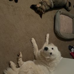 German Shepherd Dog and Great Pyrenees named Rocky And Blanca