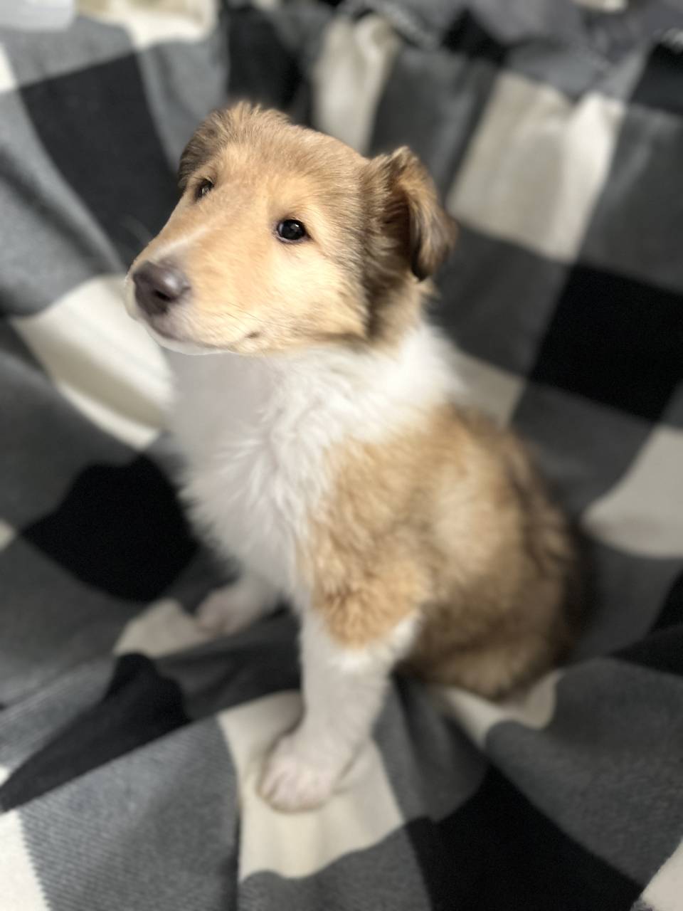 Sable Male Lassie Collie Pup!