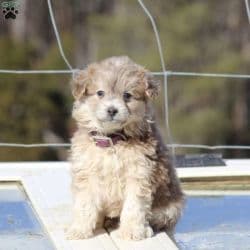 Miniature Poodle named Eva