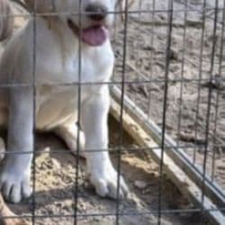 Labrador Retriever named Still No Name