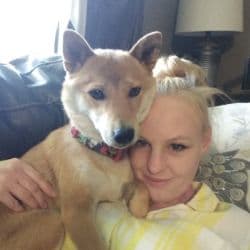 Vets for pets transport