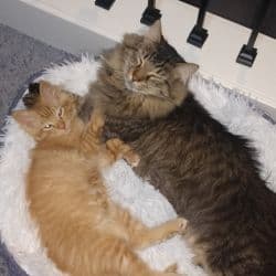 Maine Coons named Oscar (Adult - 13 Lbs), Oliver (Kitten - 3 Lbs)